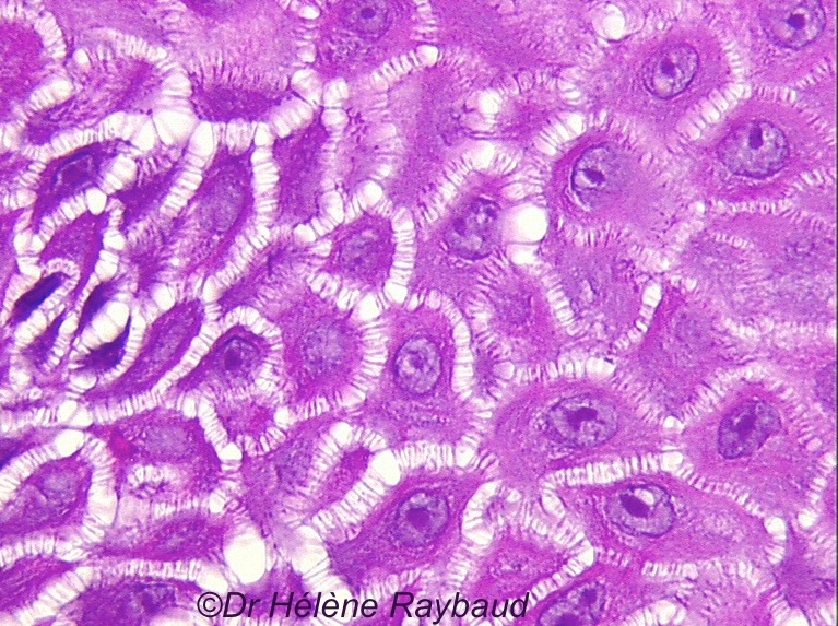 Histologie De La Muqueuse Buccale – Dermatologie Buccale